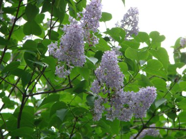 Bahar sahnesinde leylak çiçeği. Bahar açan leylak çiçekleri.