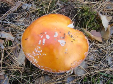 Toksik ve halüsinojen mantar Fly Agaric sonbahar orman arka planda çim.