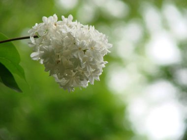 Beyaz leylak çiçeği dal bahar. Bahar açan beyaz leylak çiçekleri.