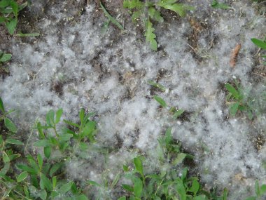 yeşil çimen ve kavak tüyü