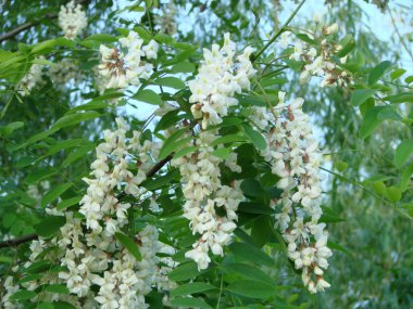 İlkbaharda açan akasya ağacı çiçekleri. Yeşil arka plan lı akasya çiçekleri dalı