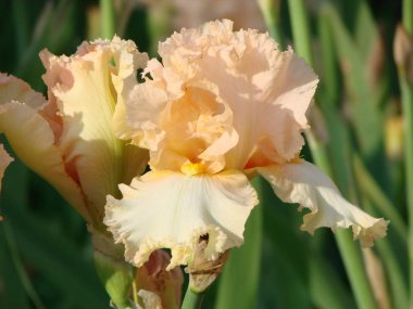 Iris germanica'nın güzel çiçekleri. Yaz bahçesi.