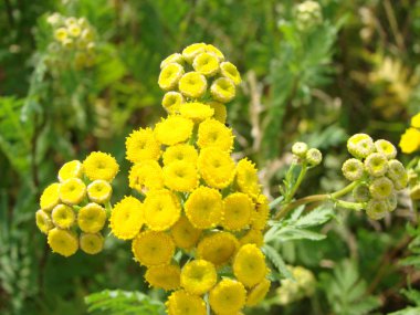 Pire otu vulgare yeşil yaz çayır, yumuşak seçici odak içinde.
