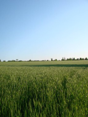 Buğday Sakalları.Buğday tarlası sabah gündoğumu ve güneş ışığı