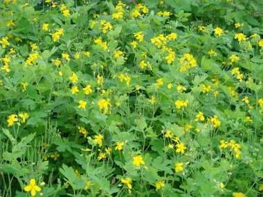 Celandine Chelidonium majus çiçekler, doğal arka plan ile yaprakları