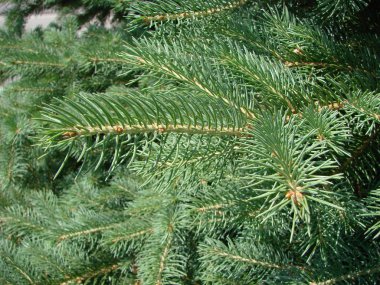 Mavi ladin, yeşil ladin, mavi ladin, bilimsel adı Picea pungens ile, ladin ağacı nın bir türüdür.