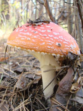 Toksik ve halüsinojen mantar Fly Agaric sonbahar orman arka planda çim.