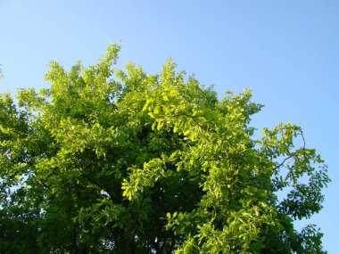 Taze yeşil yapraklı büyük ağaçlı bahar çayırı