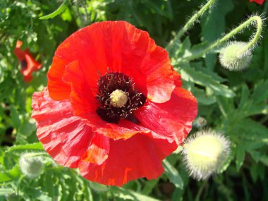 Haşhaş kırmızı çiçekler anma günü için sembolü olarak sahada. Parlak çiçek