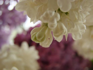 leylak beyaz. Beyaz leylak makro çiçeklenme bir dalı. Bahar çiçeği