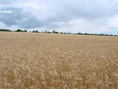 Buğday Tarlası'ndan kırsal kırsal yol. Yaz aylarında Sarı Arpa Sahası. Tarım Mevsimi, Hasat Zamanı. Gün batımında renkli dramatik gökyüzü.