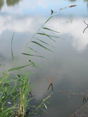 Yaz göl kenarında ormanın ağaçları ile.