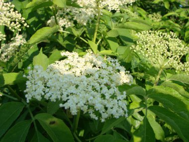 Mürver çalısı. Gökyüzüne karşı çiçek açan yaşlı Sambucus çiçek Dalı. Doğa arka planı.
