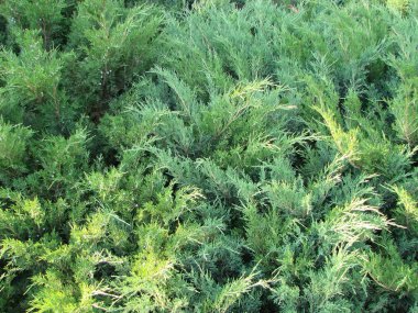 Parktaki ardıç çalısı. Bir tuğla duvar arka plan üzerinde ardıç yeşil çalı. Bir fotoğraf.