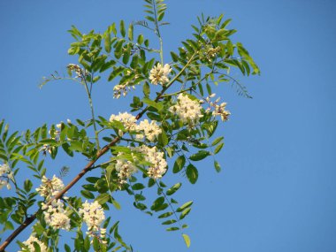 Akasya ağacı çiçekleri ilkbaharda çiçek açar. Akasya çiçek dalı