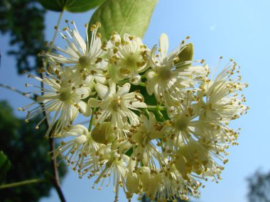 Çiçek açan ağaç ıhlamur ağacı, eczane, eczacı, doğal tıp ve şifa bitkisel çay için kullanılan.