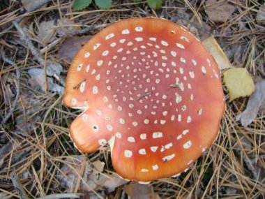 Toksik ve halüsinojen mantar sinek Agaric sonbahar orman arka planda çim içinde. Kırmızı zehirli Amanita Muscaria mantar makro yakın
