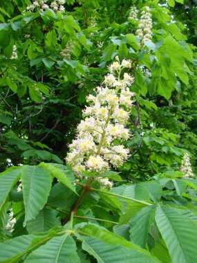 Arka plan ile bahar çiçek kestane çiçekleri,