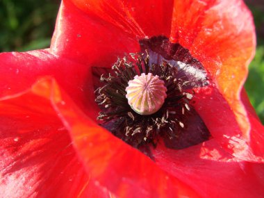 Gökyüzüne karşı kırmızı haşhaş çiçekleri. Sığ alan derinliği