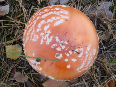 Toksik ve halüsinojen mantar Fly Agaric sonbahar orman arka planda çim.