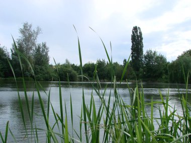 Bulutlu gökyüzü, Kümülüs bulutları, söğüt ve sazlıkile suda yansımaları ile yeşil orman ve göl ile manzara