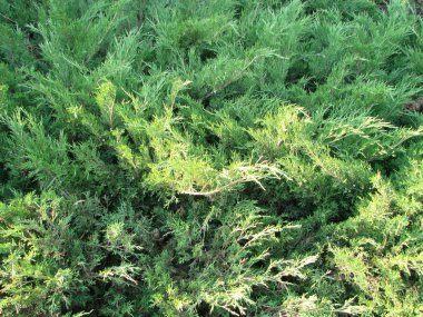 Parktaki ardıç çalısı. Bir tuğla duvar arka plan üzerinde ardıç yeşil çalı. Bir fotoğraf.