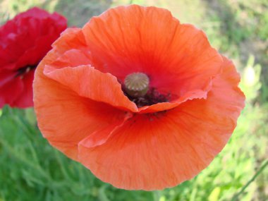 Haşhaş kırmızı çiçekler anma günü için sembolü olarak sahada. Parlak çiçek