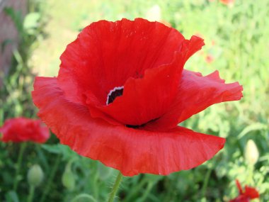 Haşhaş kırmızı çiçekler anma günü için sembolü olarak sahada. Parlak çiçek