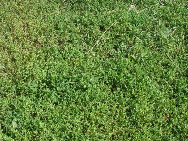 Bir tarladan yeşil çimen dokusu