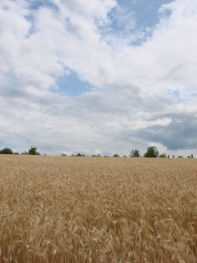 Buğday Tarlası'ndan kırsal kırsal yol. Yaz aylarında Sarı Arpa Sahası. Tarım Mevsimi, Hasat Zamanı. Gün batımında renkli dramatik gökyüzü.