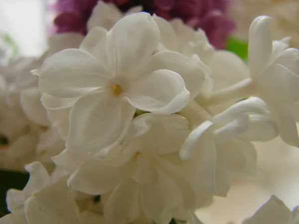 Leylak beyaz. Beyaz leylak makro çiçeklenme bir dalı. Bahar çiçeği — Stok fotoğraf