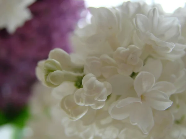 Branco lilás. Um ramo de macro lilás branco florescendo. Flor de primavera — Fotografia de Stock