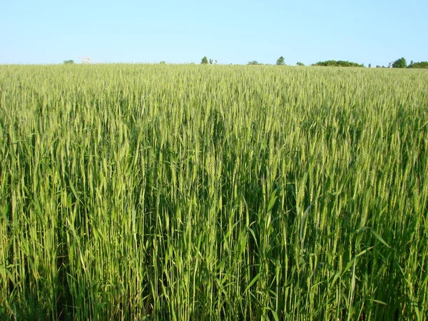 Wheat Beards.Wheat field morning sunrise and sunshine — Stock Photo, Image
