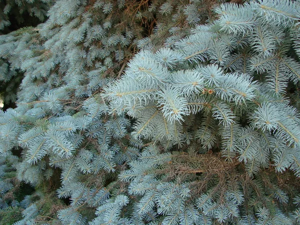 Голубая Ель Зеленая Ель Голубая Ель Научным Названием Picea Pungens — стоковое фото