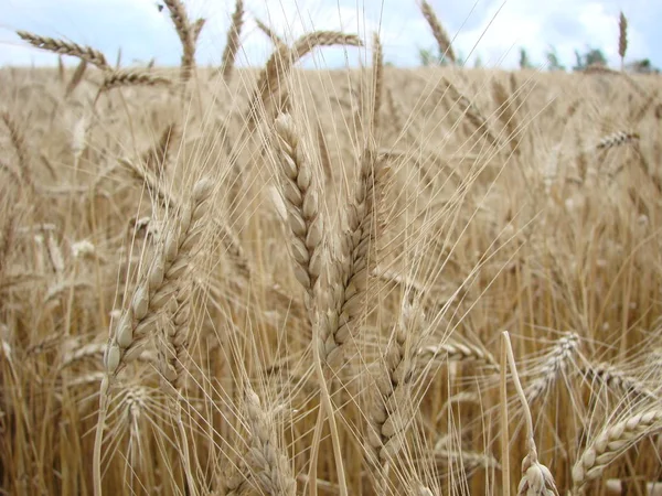 Campo de trigo. Orejas de trigo dorado de cerca. Orejas de trigo sobre un fondo de cielo azul en el día de verano . — Foto de Stock