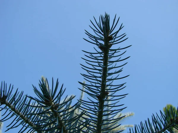 Filialer av blå gran på himlen bakgrund, närbild makro — Stockfoto