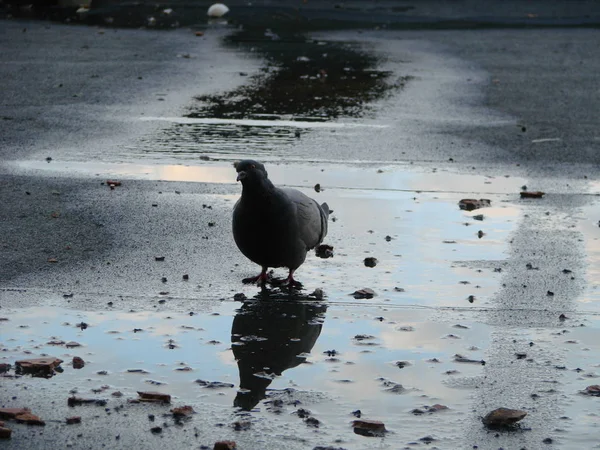 Taube trinkt Wasser auf der Straße, Spiegelung — Stockfoto