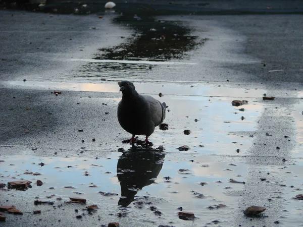 Pombo água potável na rua, reflexão — Fotografia de Stock