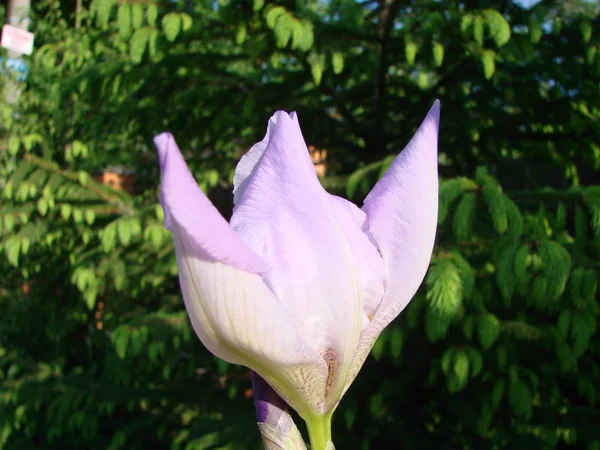 Bela flor de Iris germanica. Jardim de verão . — Fotografia de Stock