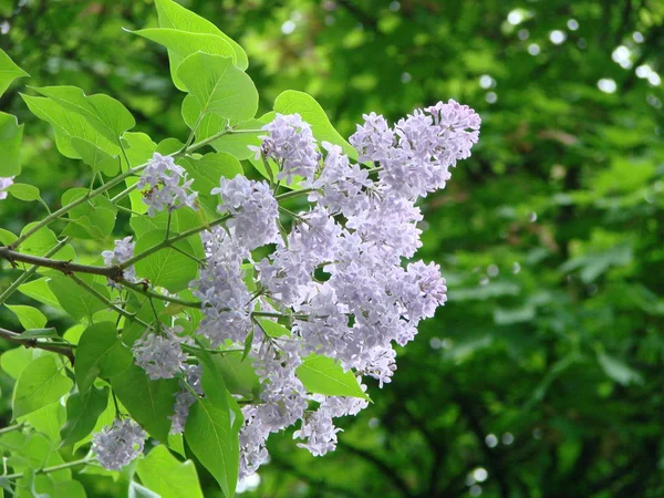 Rama de flores de color lila blanco. Primavera floreciendo flores de color lila blanco . — Foto de Stock