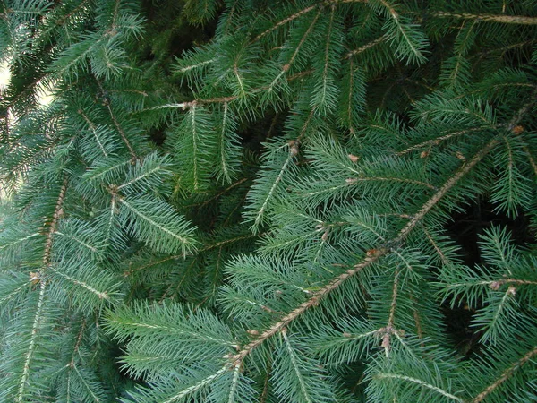 Kék lucfenyő, zöld lucfenyő, kék fenyő, tudományos név Picea pungens a faj lucfenyő. — Stock Fotó