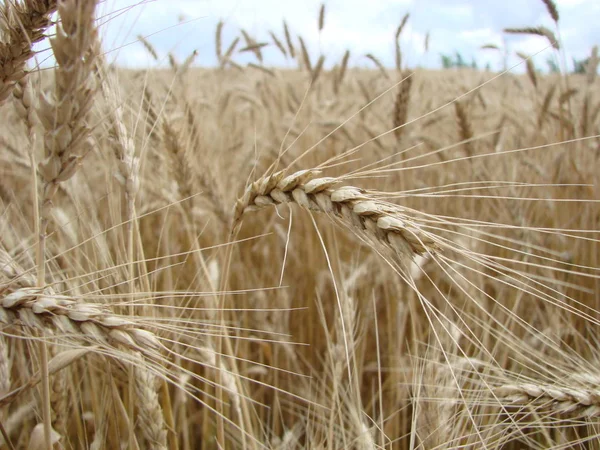 Пшеничне поле. Вуха золотої пшениці крупним планом. Вуха пшениці на тлі блакитного неба в літній день . — стокове фото