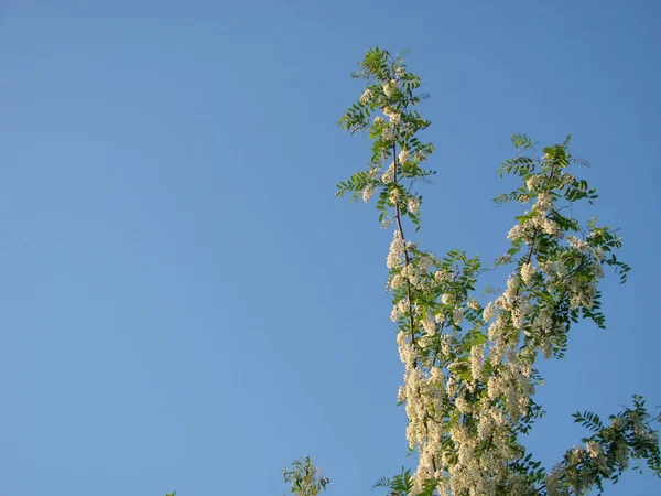 Acacia tree flowers blooming in the spring. Acacia flowers branch