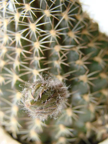 Blooming cactus Opuntia monacantha. Pink cactus flower bud — Stock Photo, Image