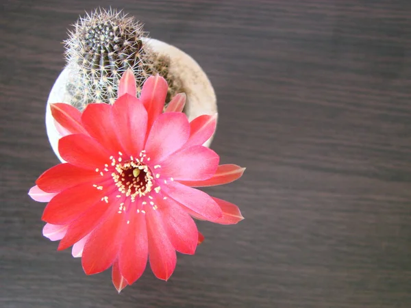 Red flower cactus, Mammillaria cactus flower. cactus flower