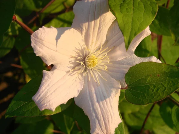 Gros plan frontal d'une belle fleur Clematis Montana Rubens aux pétales rose clair et blanc — Photo