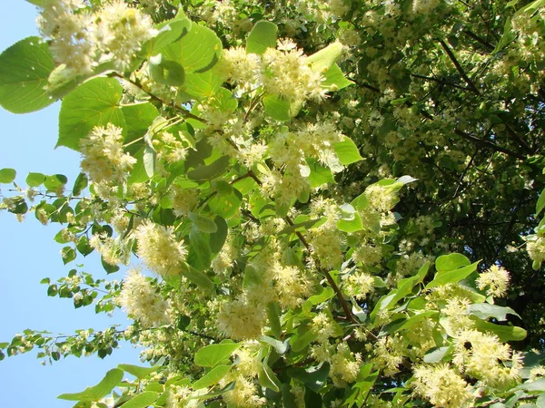 Квіти Квітучої Деревини Липи Використовуються Фармації Аптекарів Природної Медицини Цілющого — стокове фото