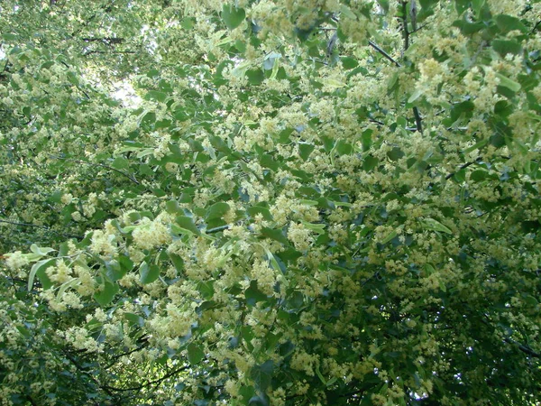 Flores de madeira de tília árvore florescente, usado para farmácia, boticário, medicina natural e cura de chá de ervas . — Fotografia de Stock