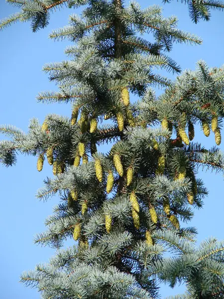 春天枝大针叶云杉树，拉丁名字Picea与长大挂锥 — 图库照片