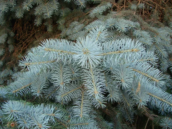 青いスプルースの枝。針を持つスプルースの美しい枝。自然の中のクリスマスツリー. — ストック写真